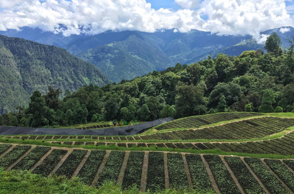 hazelnuts plantation