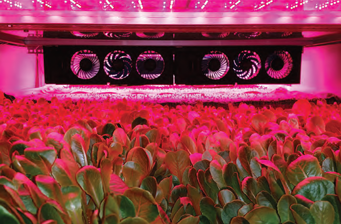 A New Kind of Farm